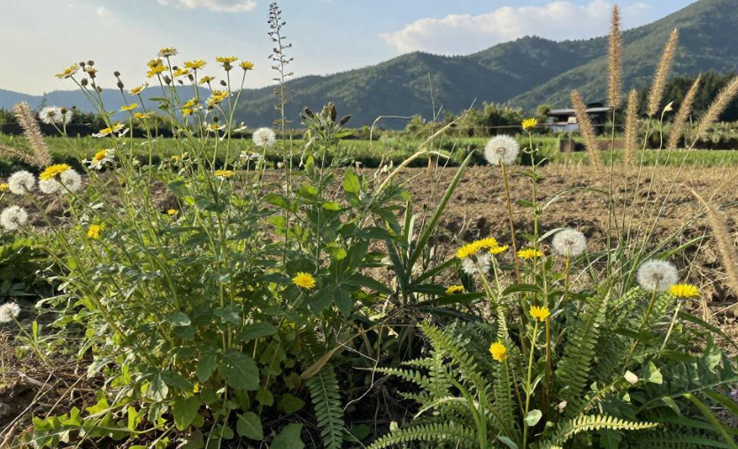 德化乡土植物随笔如何找到独特写作切入点？