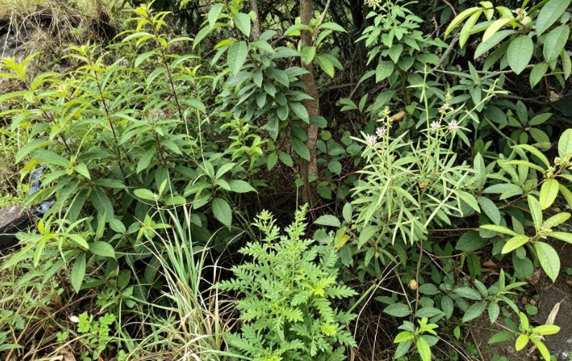 德化乡土植物随笔如何找到独特写作切入点？