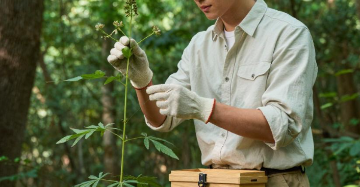 2026 冀西浅山林区如何规范植物采集用于科学课堂标本制作？