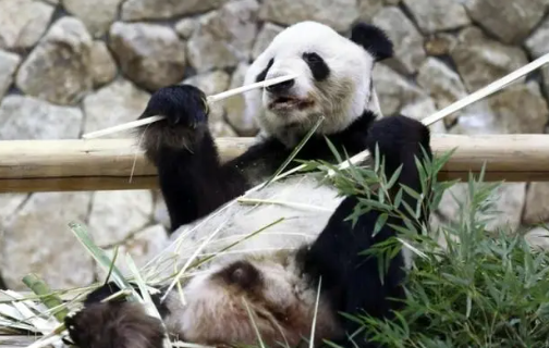3只旅日大熊猫今日回国 大熊猫香香也于昨日抵达中国