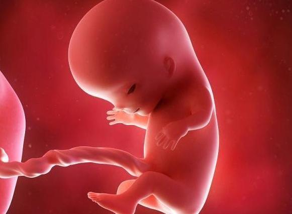 胎儿智力发育黄金周孕妇吃什么好 胎儿智力期孕妇多吃这些有益胎儿发育