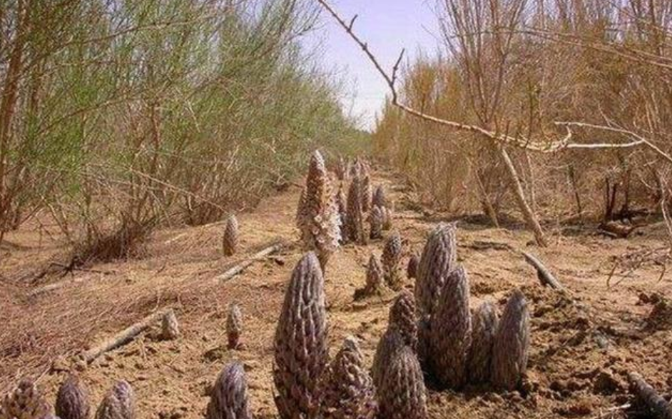 肉苁蓉的价格是怎么的?人工种植有前景吗?
