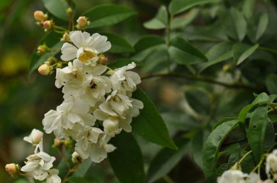 小金樱的介绍【通用性名字】小金樱【别的名字】小金樱(《生草药性备