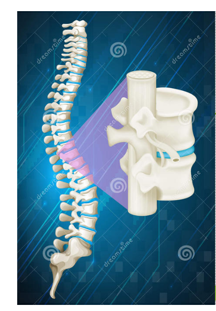 了解骨骼与健康的关系 保护脊柱健康从小习惯上改正