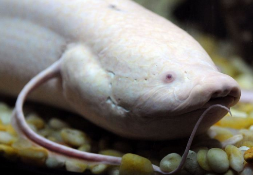 都说白化鲶鱼是有毒的鱼,误食了会怎么样?