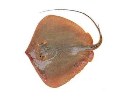 赤魟鱼怎么处理?有哪几种做法可以做出美味?