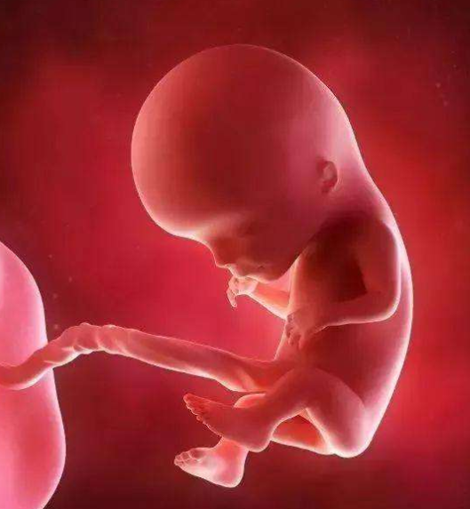 孕晚期婴儿头大是什么原因?(孕晚期婴儿正常大小是多大?