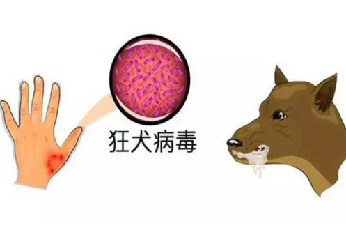 人感染狂犬病病毒,发病病死率100%,哪些动物传播狂犬病呢?