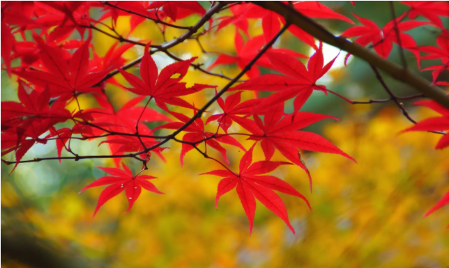 黄栌是我国最重要的观赏红叶树种之一,主要分布在华北,西南等地.