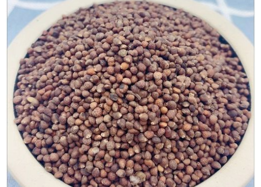 苏子籽的功效与作用及禁忌 苏子籽有降气祛痰的作用