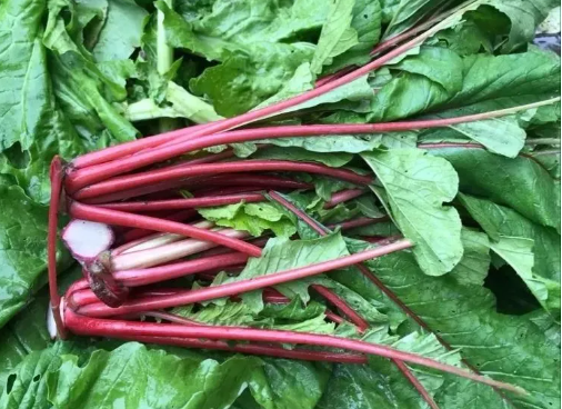 萝卜缨子的功效与作用 有助于增强机体的免疫功能