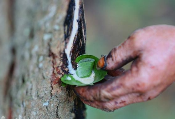 漆树过敏最快治疗方法 漆树过敏可能会导致皮肤起湿疹