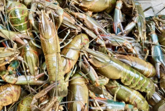 向尔滨的回礼引发全国特产大摸底 看看你的家乡都背着你干了啥?