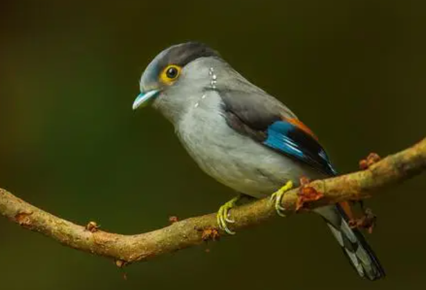 现代鸟类的起源可追溯到恐龙时代 地球上生活有大约11000种鸟类 现代鸟类的起源可追溯到恐龙时代 地球上生活有大约11000种鸟类