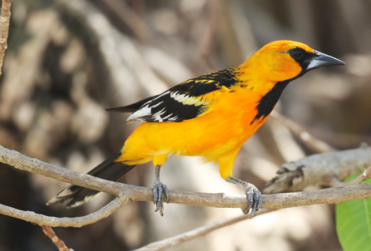 现代鸟类的起源可追溯到恐龙时代 地球上生活有大约11000种鸟类 现代鸟类的起源可追溯到恐龙时代 地球上生活有大约11000种鸟类