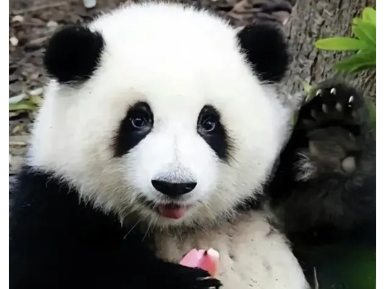 花花被遗忘外场饲养员被解雇 花花身体状况无异常 花花被遗忘外场饲养员被解雇 花花身体状况无异常