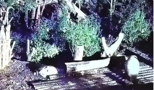 花花被遗忘外场饲养员被解雇 花花身体状况无异常 花花被遗忘外场饲养员被解雇 花花身体状况无异常