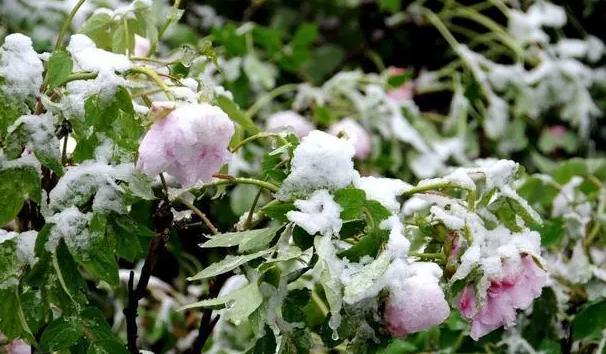 倒春寒来不来就看惊蛰 倒春寒期间气温变化无常