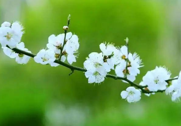 “惊蛰在头 热死老牛”是什么意思?2026年夏天是热还是冷?