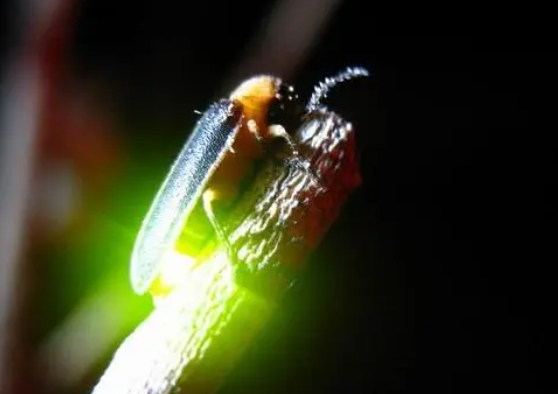 我国科学家揭示萤火虫发光器发育机制 为发光昆虫的发光及闪光控制研究提供新思路