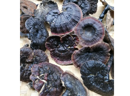 紫灵芝的功效与作用 野生紫灵芝为什么越来越少