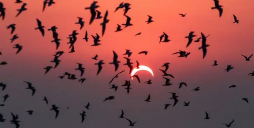 日全食令动物躁动不安:长颈鹿狂奔 日全食期间动物出现异常反应