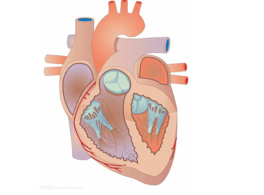 中国心脏电生理手术量只有美国1/10 中国心脏电生理行业发展现状