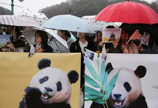 韩民众请求政府向中国续租“福宝” 福宝已经回到卧龙神树坪基地 韩民众请求政府向中国续租“福宝” 福宝已经回到卧龙神树坪基地