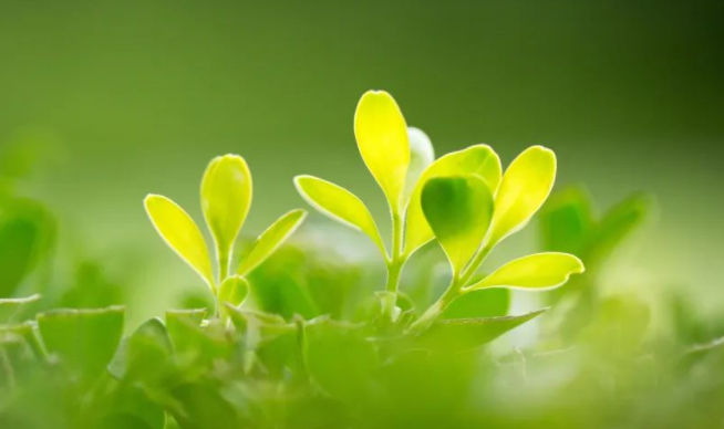 早春孩子吃什么可以养肝护肝?2026早春最适合孩子的养肝食谱推荐 早春孩子吃什么可以养肝护肝?2026早春最适合孩子的养肝食谱推荐