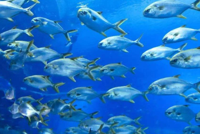 多吃深海鱼真的能预防肠癌吗?秋季深海鱼怎么做好吃?