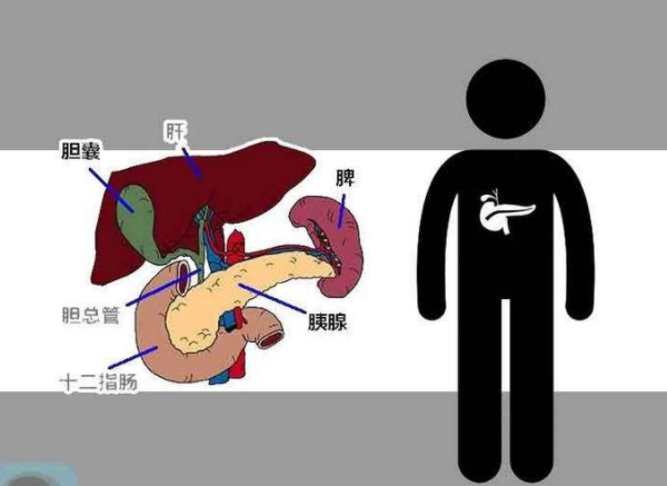 春季吃什么野菜可以预防胰腺癌?春季饮食保护胰腺的食谱