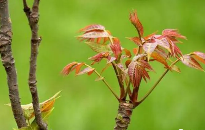 清明多吃香椿对身体有哪些好处?2026香椿的食用事项需注意啥?