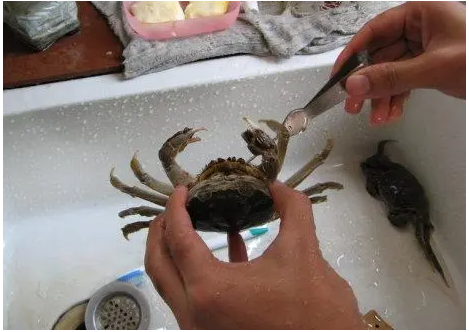 螃蟹死了多久不能吃了(吃了死螃蟹需要洗胃吗) 螃蟹死了多久不能吃了(吃了死螃蟹需要洗胃吗)