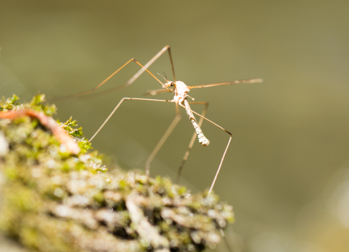 冰岛首次发现蚊子(冰岛不再是全球唯一无蚊国) 冰岛首次发现蚊子(冰岛不再是全球唯一无蚊国)